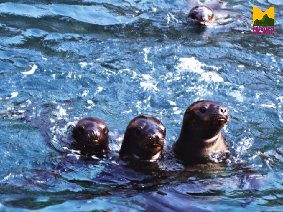 islas ballestas